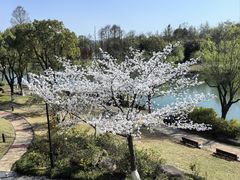 -苏州金鸡湖大酒店