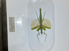 -上海昆虫博物馆