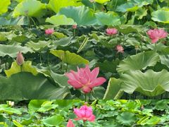 -嘉北郊野公园
