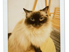 -楼上猫咖(罗湖店)