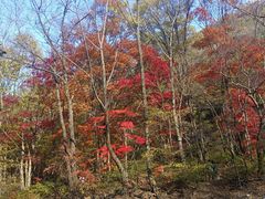 -关门山森林公园