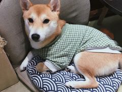 -逗柴咖啡屋·狗咖猫咖宠物桌游