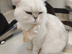 -共舞时光猫咖·狗咖(新街口店)