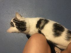 -AOE 火焰 剧本密室狼人杀