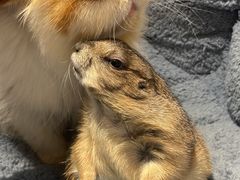 -有猫主题·治愈系猫咖(曾厝垵店)