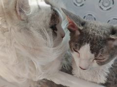 -车接车送·寄养洗护·德文猫舍(大宁店)