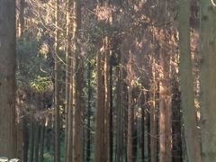 -武陵山森林公园