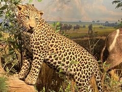 -陕西自然博物馆