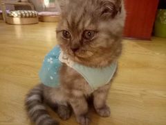 -万小咖.猫咖(中山路天虹店)