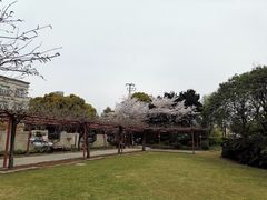 -嘉定紫藤园