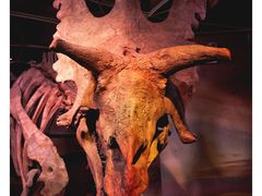 -正佳自然科学博物馆