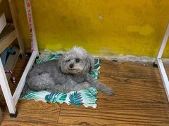 -志龙皇冠吃货椰子铺