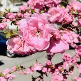 花朵🌺怒放🐝