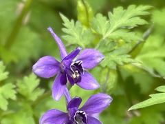 -东天目山风景区