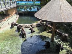 -深圳野生动物园