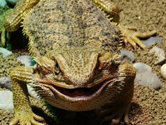 -帕帕拉兹宠物(亚洲旗舰店)