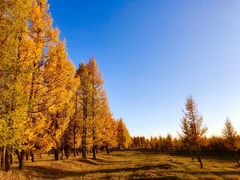 -塞罕坝国家级自然保护区