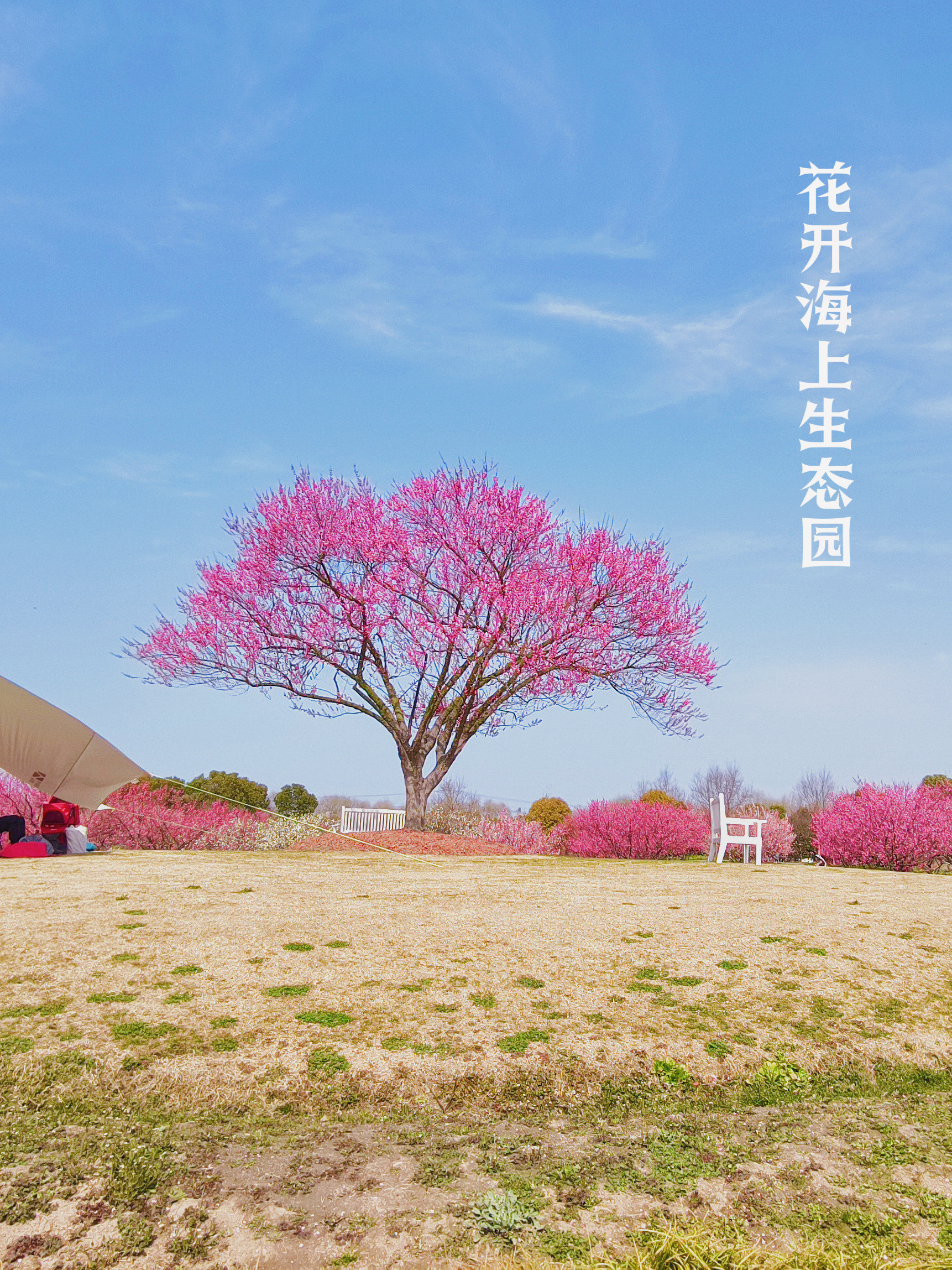 花开海上生态园梅花图片