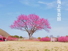 -花开海上生态园