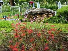 -国家植物园南园