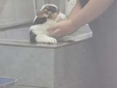 -宠福鑫康馨动物医院·骨科·眼科