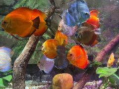 -上海海洋水族馆