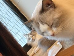 -有喵·猫咖·狗咖·30几只猫10只小狗(岗厦店)