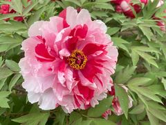 -石家庄市植物园