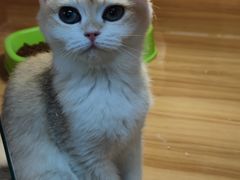 -猫十亿·布偶金渐层·曼基康矮脚猫舍(青年路店)