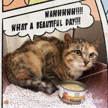流浪猫“四条”宝宝绝育术后Day2