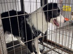 -瑞鹏宠物医院·爱宠堂·骨外专科(西荷分院)