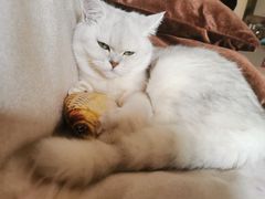-柚子猫舍·精品猫舍购猫·猫咪认养·购宠·宠物店
