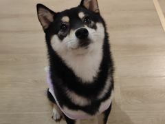 -南京Hallo宠物乐园·哈罗犬舍·柴犬繁育基地