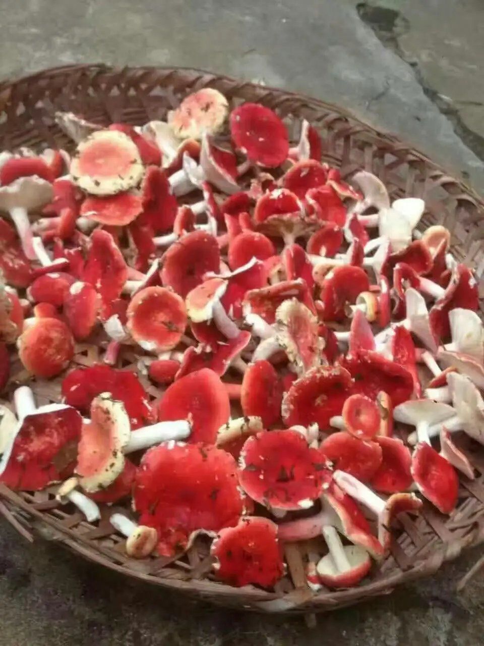 红菇,一开始j好害怕,因为煮出来红彤彤的,而且我没见过,会不会中毒呀