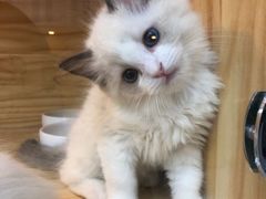 -小猫来了·猫舍(红山六九七九店)