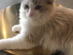 -飞行喵MR PILOT|猫舍·猫咖(静安大融城店)