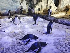 -成都浩海立方海洋公园