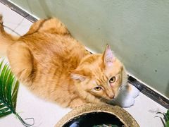 -藏猫猫咖啡主题馆(中央大道店)