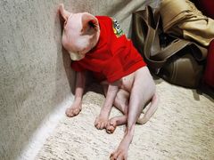 -藏猫猫咖啡主题馆(中央大道店)