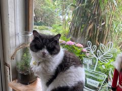 -海边的猫和咖啡馆