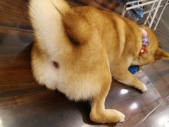 -豆柴町-柴犬主题狗咖(红鼎国际C座店)