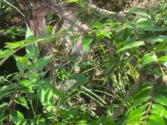 -雅鲁激流探险漂流