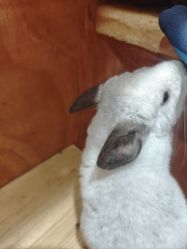 -神奇动物撸宠馆·羊驼·小浣熊·异宠(豫园店)