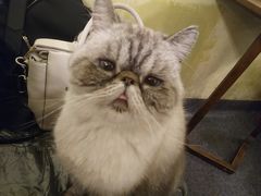 -猫色咖啡·猫咖