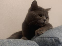 -宠爱国际动物医院· 猫科· 外科·中兽医(长白店)