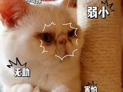 -猫腻·猫咖·撸猫馆(星光大道店)