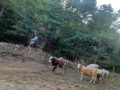 -云丘山景区