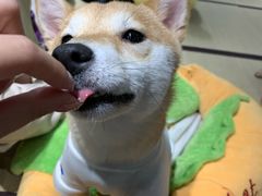 -逗柴咖啡屋·狗咖猫咖宠物桌游