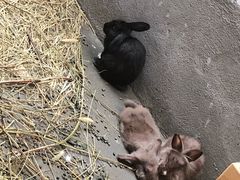 -小仙居·农家宴烤羊· 农庄
