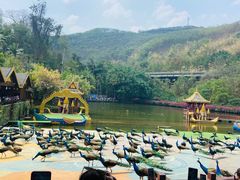 -西双版纳原始森林公园